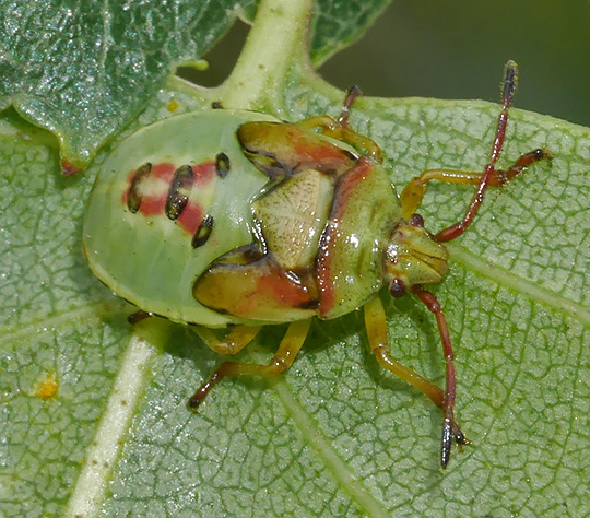Elasmostethus interstinctus