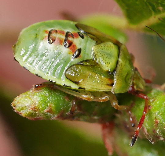 Elasmostethus interstinctus
