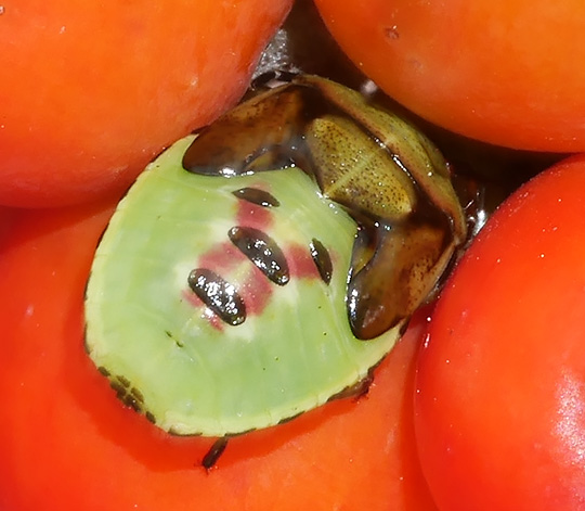 Elasmostethus interstinctus