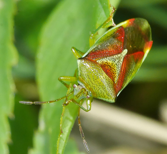 Elasmostethus interstinctus