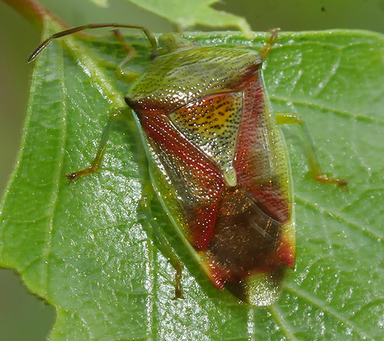 Elasmostethus interstinctus