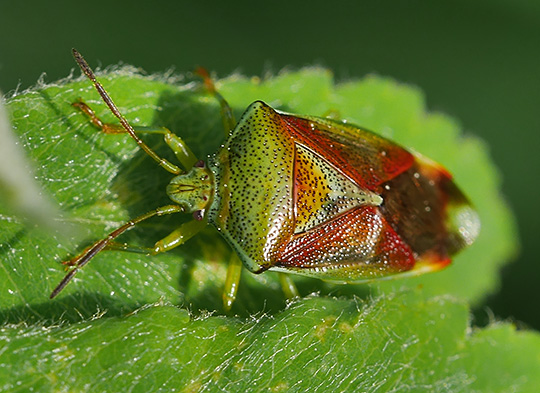 Elasmostethus interstinctus