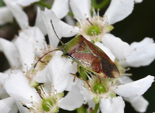 Elasmostethus interstinctus