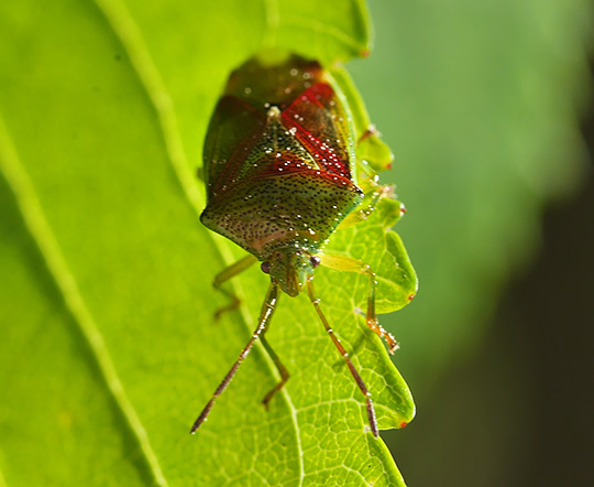 Elasmostethus interstinctus