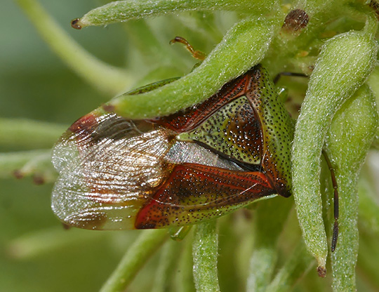 Elasmostethus interstinctus