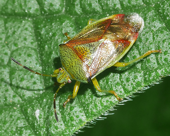 Elasmostethus interstinctus