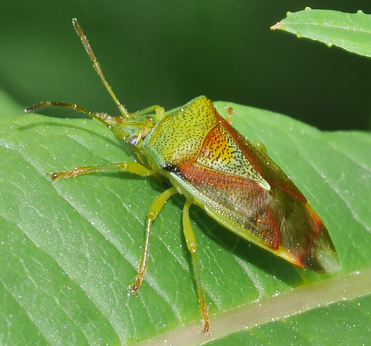 Elasmostethus interstinctus