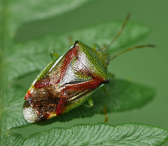 Elasmostethus interstinctus