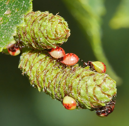 Elasmostethus interstinctus