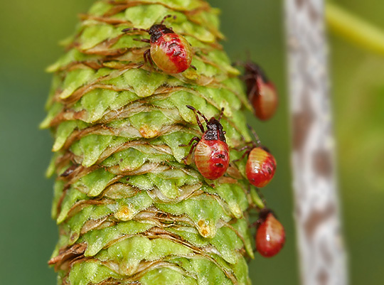 Elasmostethus interstinctus