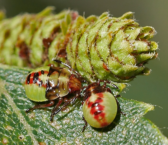 Elasmostethus interstinctus