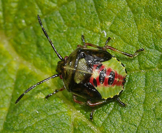 Elasmostethus interstinctus