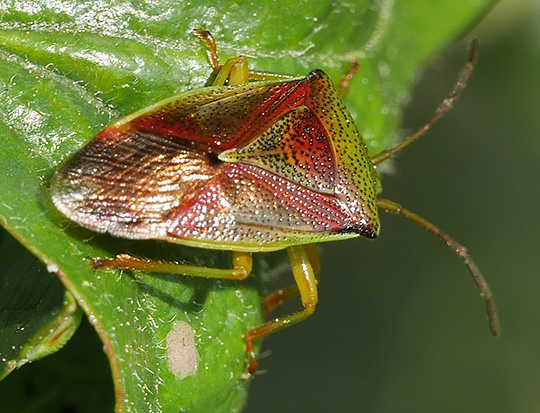 Elasmostethus interstinctus