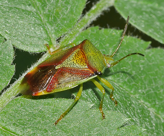 Elasmostethus interstinctus