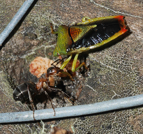 Elasmostethus interstinctus