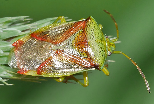 Elasmostethus interstinctus