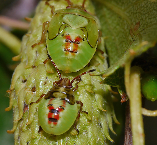 Elasmostethus interstinctus
