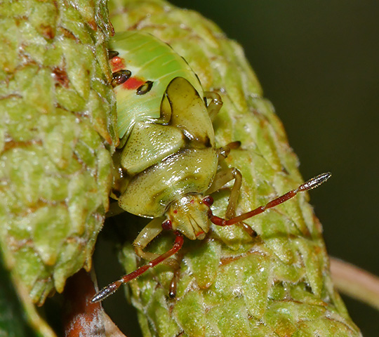 Elasmostethus interstinctus