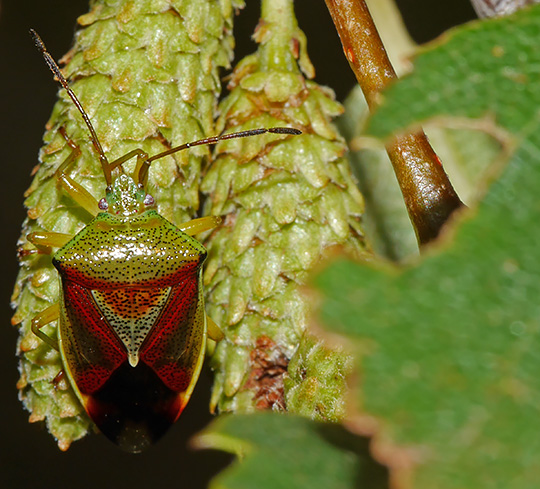 Elasmostethus interstinctus