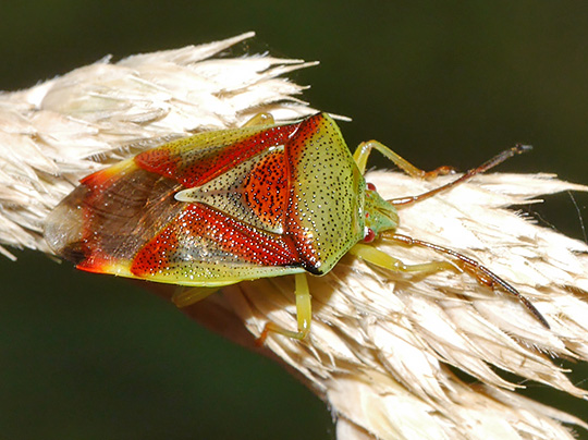 Elasmostethus interstinctus