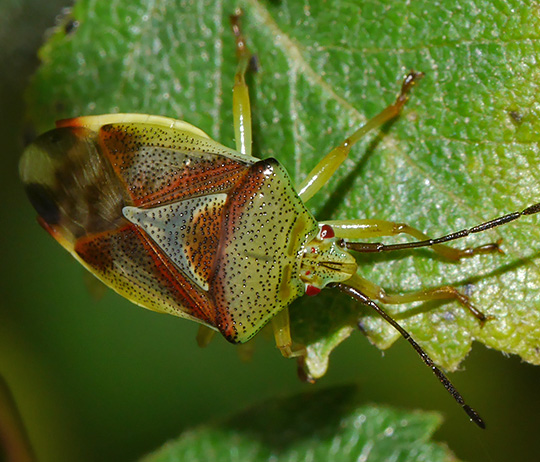 Elasmostethus interstinctus