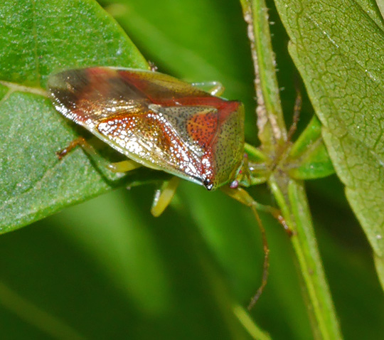 Elasmostethus interstinctus