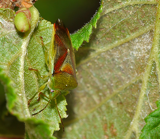 Elasmostethus interstinctus