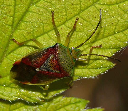 Elasmostethus interstinctus