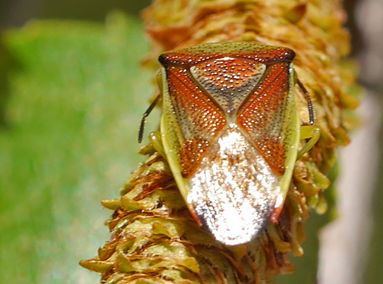 Elasmostethus interstinctus