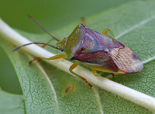 Elasmostethus interstinctus
