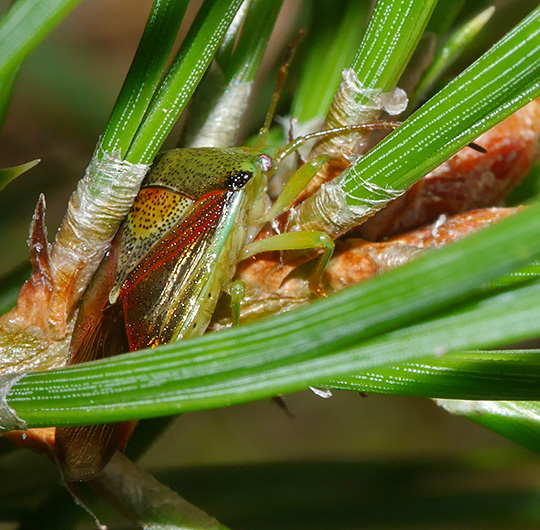 Elasmostethus interstinctus