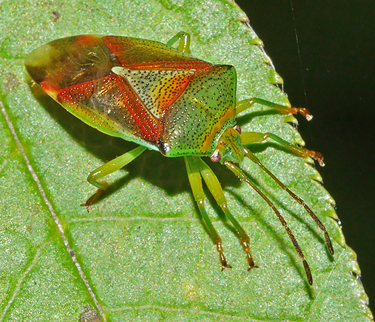 Elasmostethus interstinctus