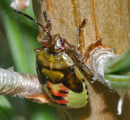 Elasmostethus interstinctus