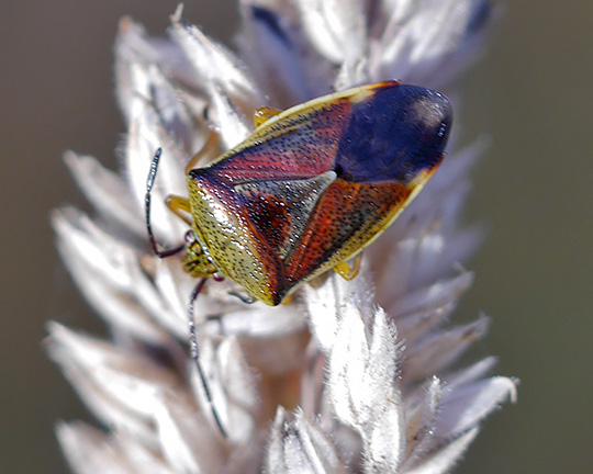 Elasmostethus interstinctus