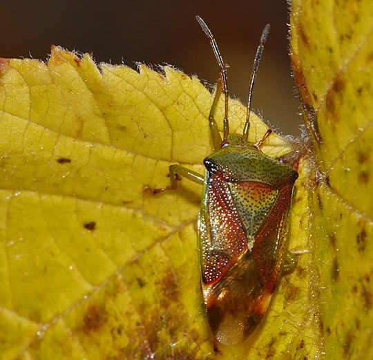 Elasmostethus interstinctus