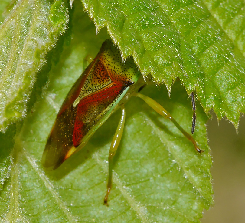 Elasmostethus interstinctus