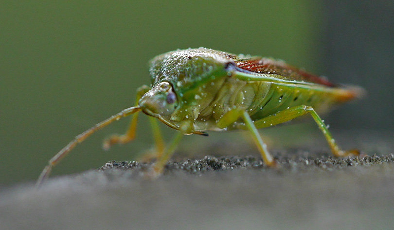 Elasmostethus interstinctus