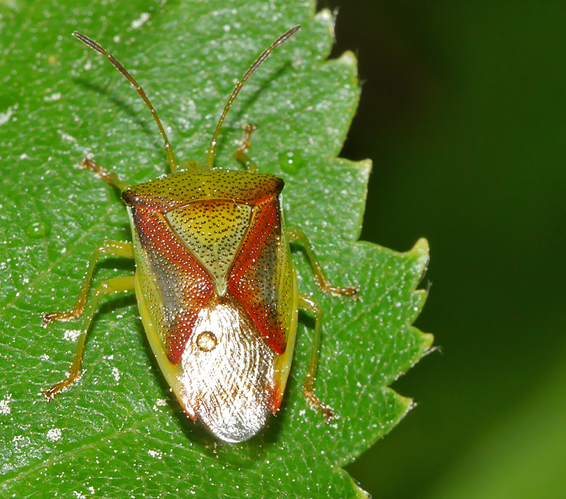 Elasmostethus interstinctus