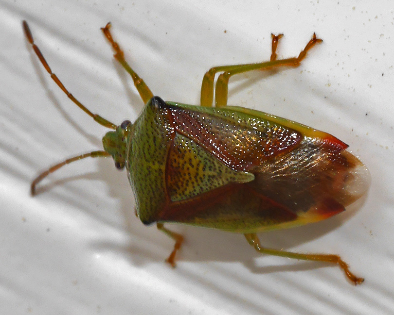 Elasmostethus interstinctus