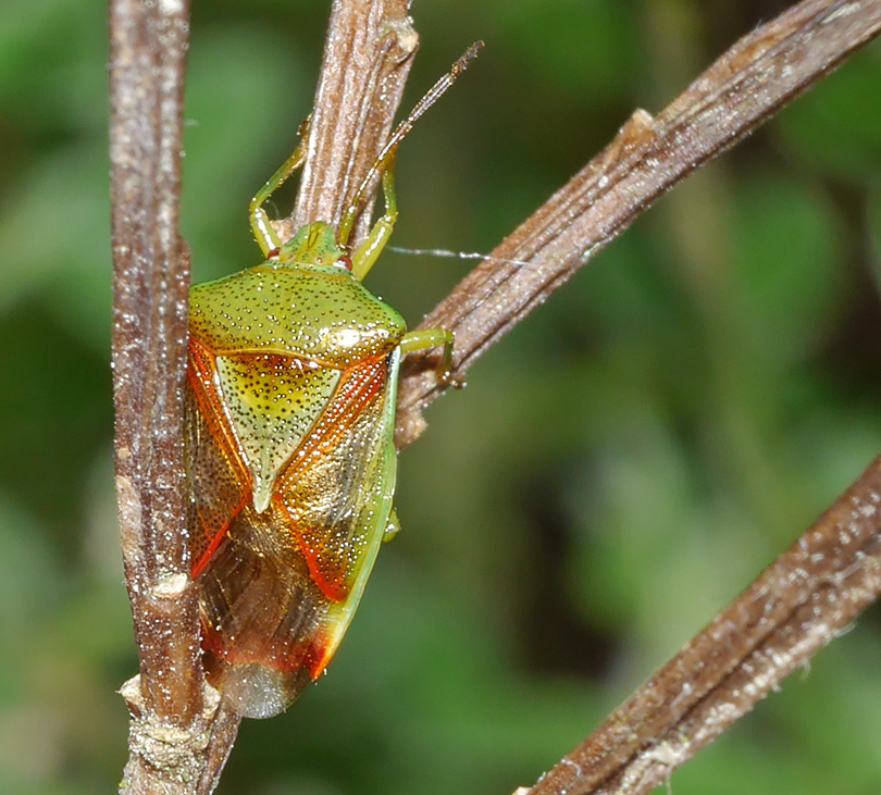 Elasmostethus interstinctus