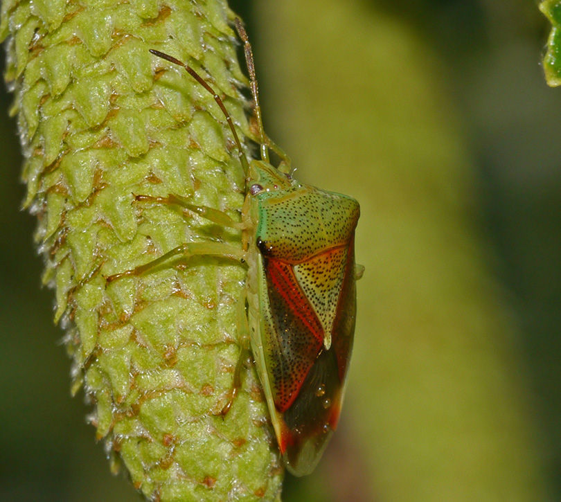 Elasmostethus interstinctus