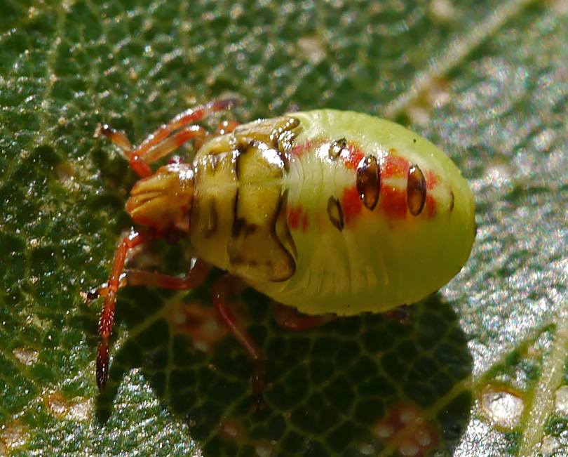 Elasmostethus interstinctus