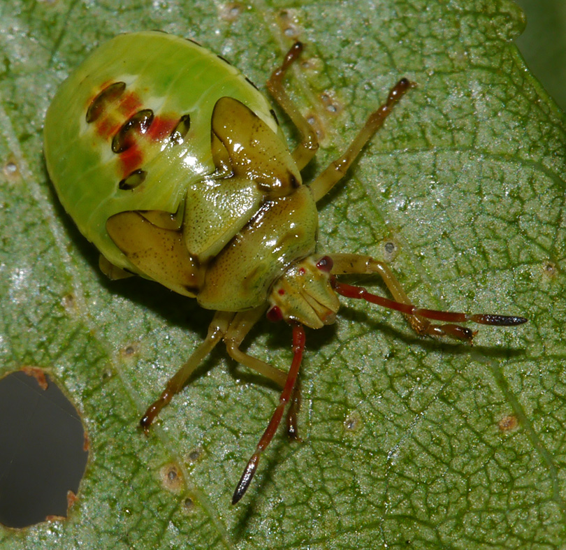 Elasmostethus interstinctus