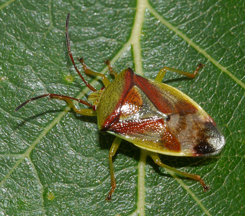 Elasmostethus interstinctus