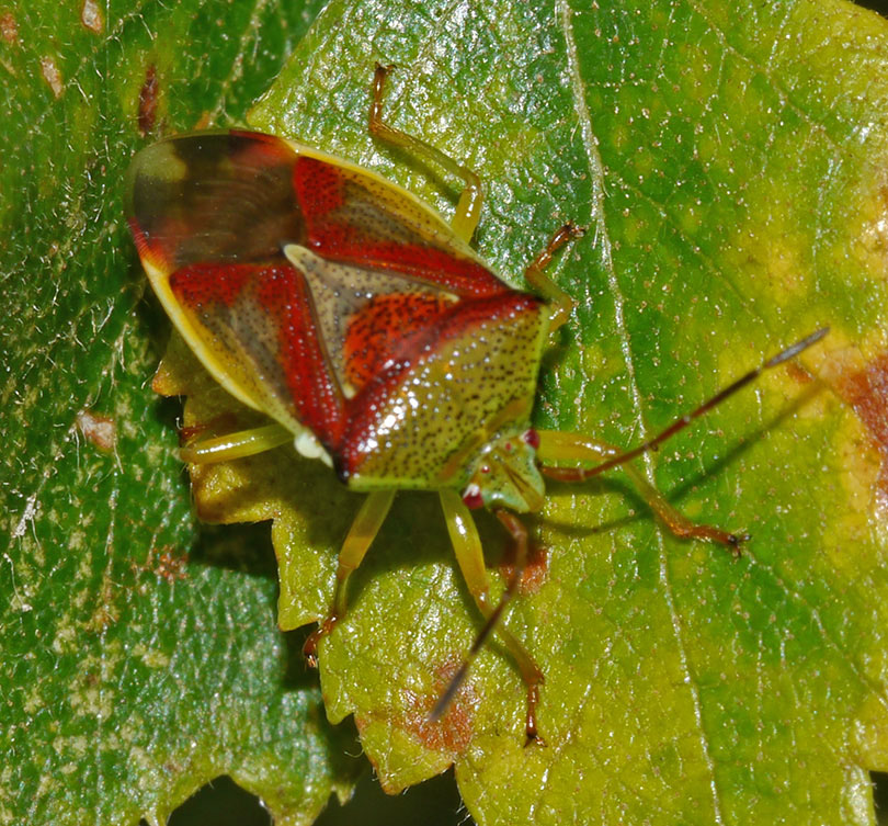 Elasmostethus interstinctus