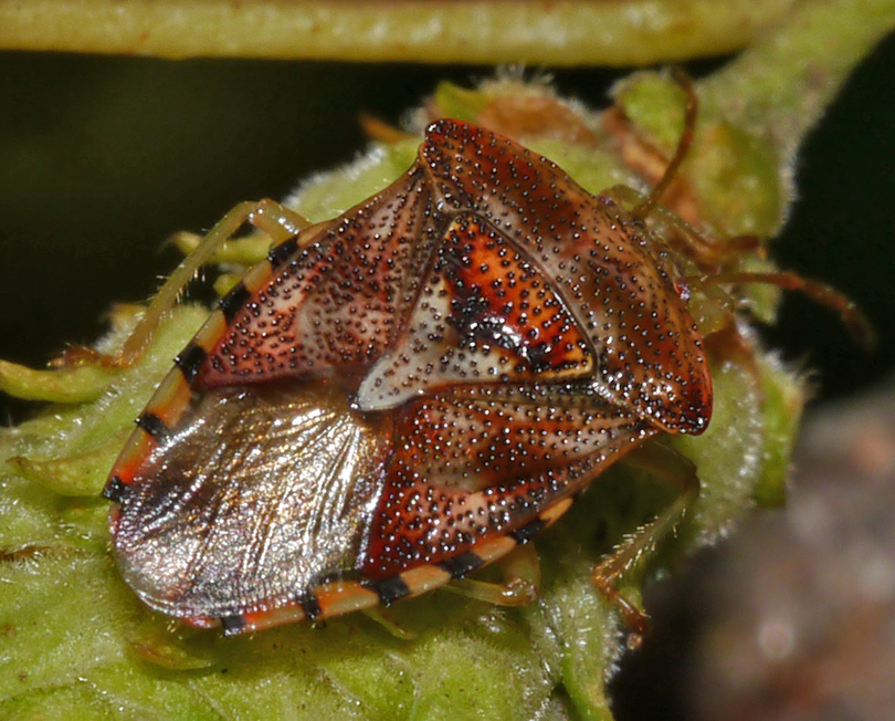 Elasmucha grisea