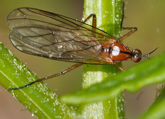 Empis stercorea