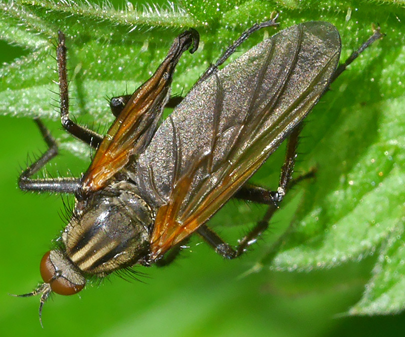 Empis tessellata