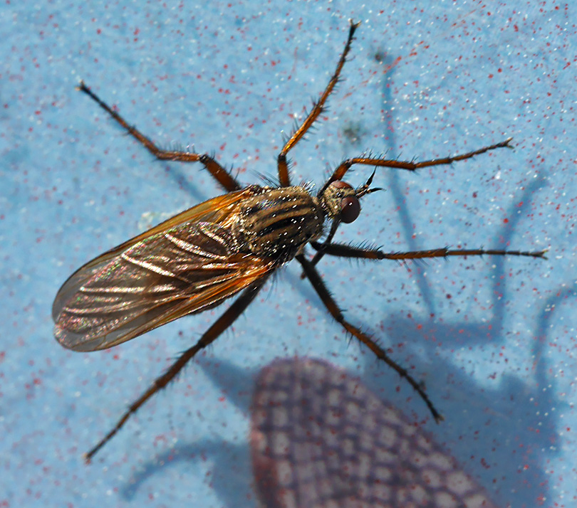 Empis tessellata