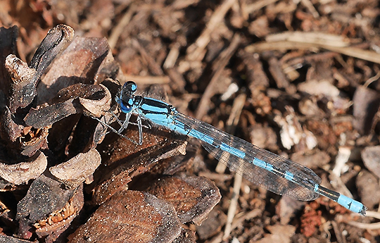 Enallagma cyathigerum